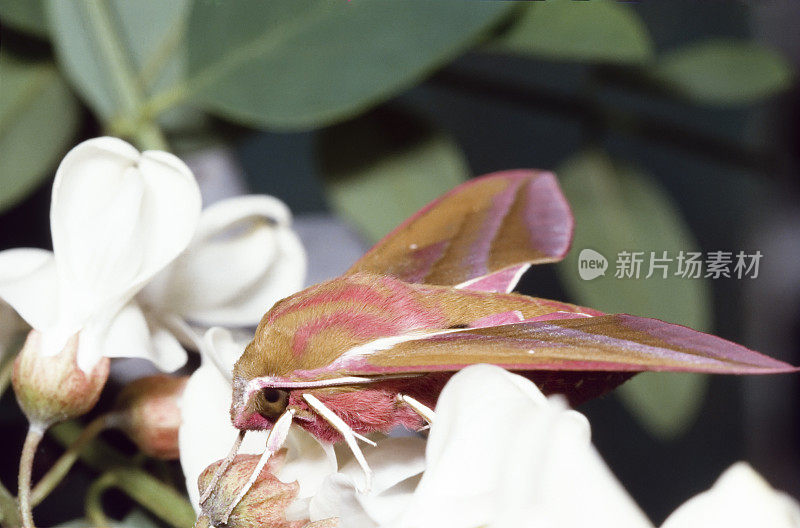 象鹰飞蛾(Deilephia elpenor)意象